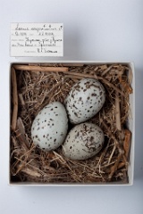 eggs_museum_Larus_argentatus201009231356