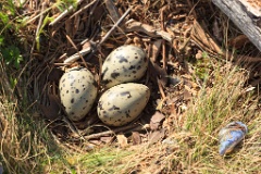 nest1465_eggs_nature_Larus_canus_2014_0525_1056-3