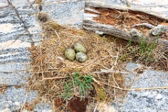 nest1475_eggs_nature_Larus_canus_2014_0527_1536