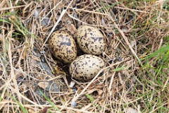 nest1480_eggs_nature_Larus_canus_2014_0526_1414-2