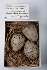 eggs_museum_Larus_crassirostris201009231532