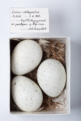 eggs_museum_Larus_ichthyaetus201009231210