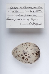 eggs_apart_Larus_melanocephalus201009231221-1