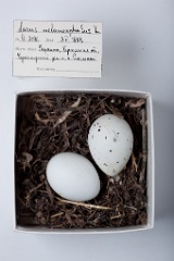 eggs_museum_Larus_melanocephalus201009231245