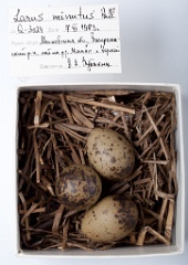 eggs_museum_Larus_minutus201009231135
