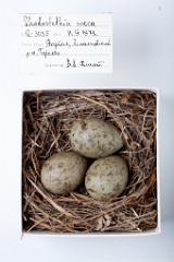 eggs_museum_Rhodostethia_rosea201009231543