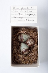 eggs_museum_Tringa_glareola201009211316