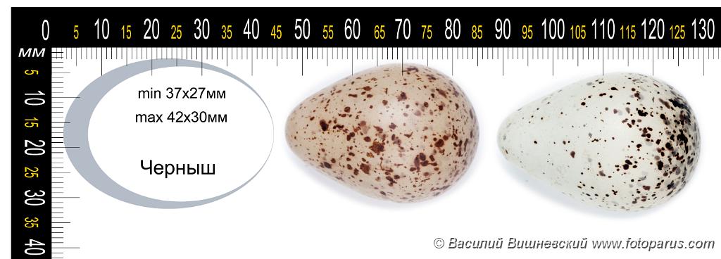 collection_eggs_Tringa_ochropus201009271444.jpg - Коллекция птичьих яиц в натуральную величину. Черныш, Tringa ochropus, Green Sandpiper. Collection of the bird's eggs full-scale.