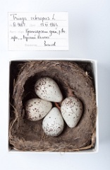 eggs_museum_Tringa_ochropus201009211310