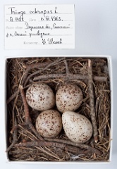 eggs_museum_Tringa_ochropus201009211312