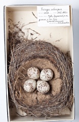 eggs_museum_Tringa_ochropus201009211432