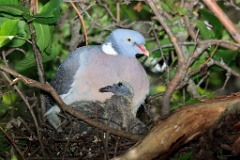 nest_with_bird_Columba_palumbus201206031356