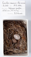 eggs_museum_Anthus_cervinus_Cuculus_canorus201009241533