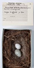 eggs_museum_Motacilla_alba_Cuculus_canorus201009241714