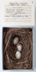 eggs_museum_Motacilla_alba_Cuculus_canorus201009241720