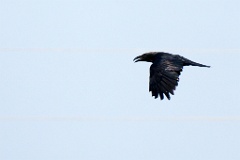 0_birds_flying_Corvus_corax_2014_0419_1806