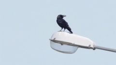 Corvus_macrorhynchos_2024-0601_KadrVideo1