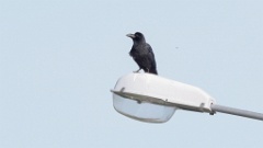 Corvus_macrorhynchos_2024-0601_KadrVideo2