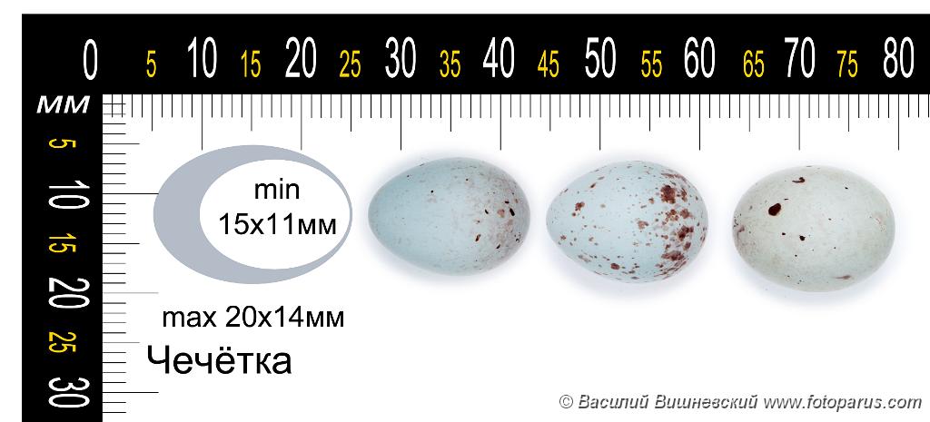 collection_eggs_Acanthis_flammea201009271444.jpg - Коллекция птичьих яиц в натуральную величину. Чечетка, Acanthis flammea, Redpoll. Collection of the bird's eggs full-scale.