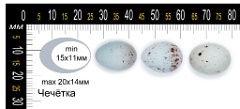 collection_eggs_Acanthis_flammea201009271444