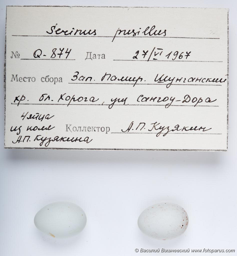 eggs_apart_Serinus_pusillus_2010_1004_1451.jpg - Оологическая коллекция зоомузея МГУ, Москва. Снято осенью 2010 г. Вьюрок корольковый. Red-fronted Serin (Serinus pusillus). Ornithological collections of the Zoological Museum of Moscow University. Eggs of a birds. Studio Shot.