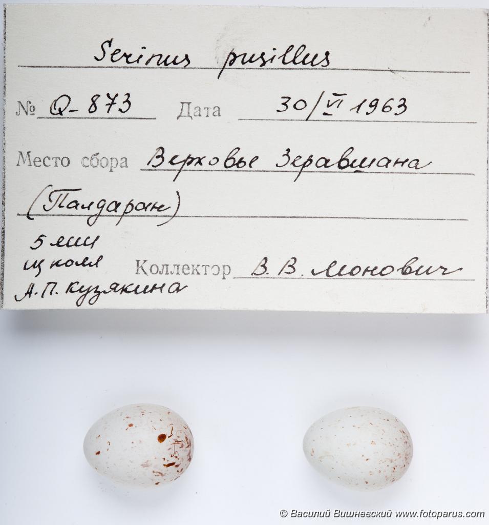 eggs_apart_Serinus_pusillus_2010_1004_1454.jpg - Оологическая коллекция зоомузея МГУ, Москва. Снято осенью 2010 г. Вьюрок корольковый. Red-fronted Serin (Serinus pusillus). Ornithological collections of the Zoological Museum of Moscow University. Eggs of a birds. Studio Shot.