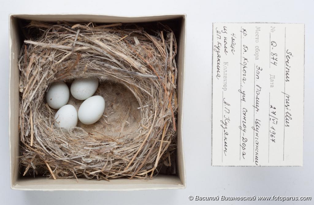 eggs_museum_Serinus_pusillus_2010_1004_1451-2.jpg - Оологическая коллекция зоомузея МГУ, Москва. Снято осенью 2010 г. Вьюрок корольковый. Red-fronted Serin (Serinus pusillus). Ornithological collections of the Zoological Museum of Moscow University. Eggs of a birds. Studio Shot.