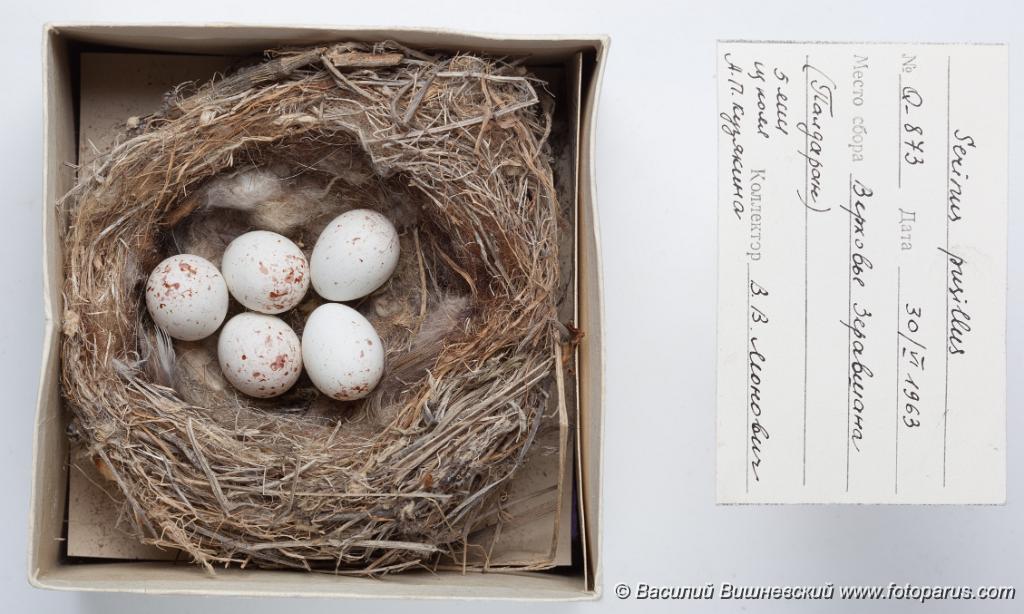 eggs_museum_Serinus_pusillus_2010_1004_1453.jpg - Оологическая коллекция зоомузея МГУ, Москва. Снято осенью 2010 г. Вьюрок корольковый. Red-fronted Serin (Serinus pusillus). Ornithological collections of the Zoological Museum of Moscow University. Eggs of a birds. Studio Shot.