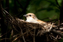 nest_with_bird_Lanius_collurio200906151426