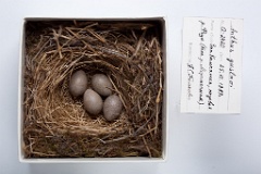 eggs_museum_Anthus_gustavi201009281156