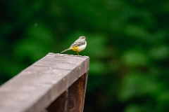 Motacilla_cinerea_2024_0612_0923