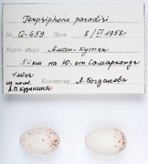 eggs_apart_Terpsiphone_paradisi201009301330-1