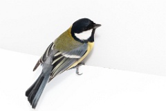animal_isolated_Parus_major_2015_0107_1258