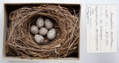 eggs_museum_Acrocephalus_dumetorum201009301555-1