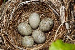 nest100527-02_eggs_nature_Acrocephalus_dumetorum201006101103-5