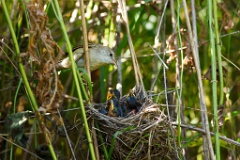 nest_with_bird_Acrocephalus_palustris201006261056
