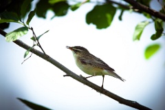 bird_singing_Acrocephalus_schoenobaenus200906111058-1