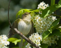 bird_singing_Phylloscopus_trochilus200805031238