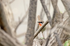 Luscinia_calliope_2024_0611_1315