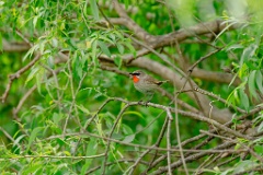 Luscinia_calliope_2024_0611_1319-4