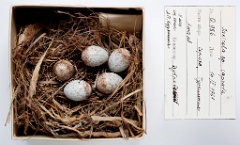 eggs_museum_Saxicola_caprata201009301714
