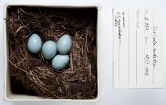 eggs_museum_Saxicola_rubetra201009301711