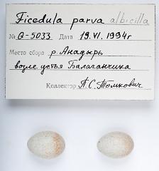 21_PASSERIFORMES_MUSCICAPIDAE_Ficedula_albicilla