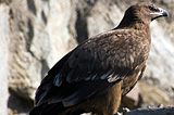 Aquila rapax, Aquila nipalensis