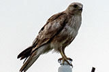 Buteo buteo