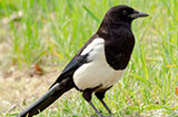 Pica pica