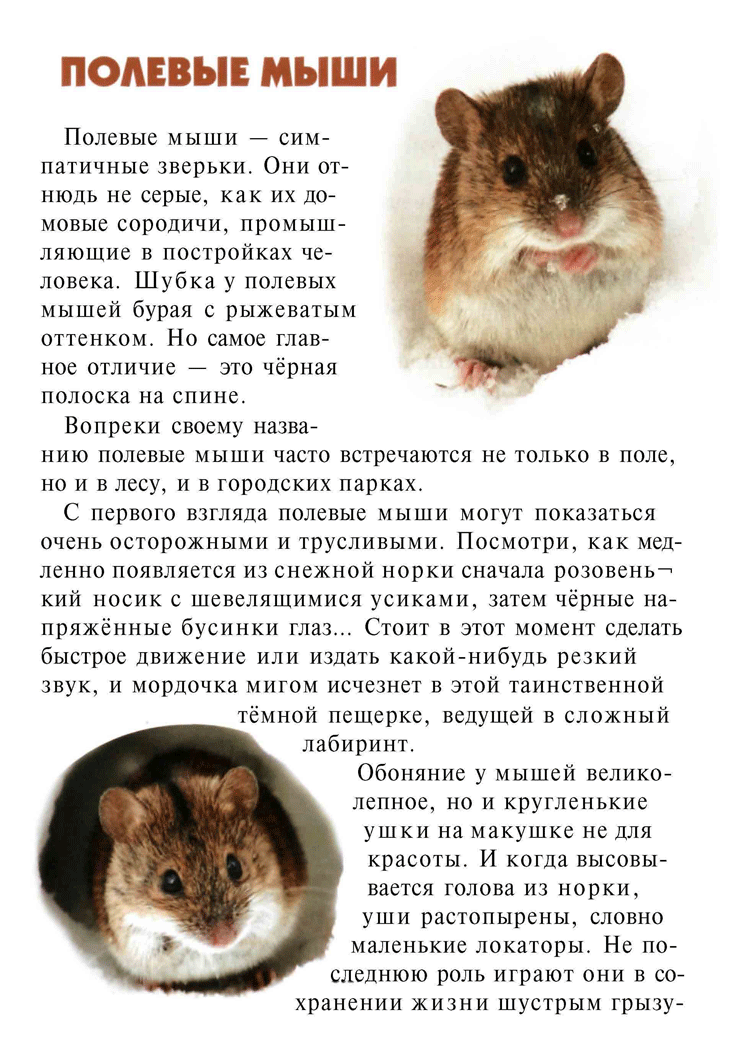 Текст про мышей